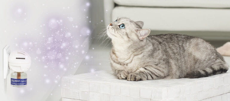 FELIWAY-Optimum 02.jpg