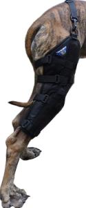 orteza kolanowa dla psa admiral 04.jpg