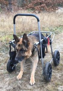 doghelper wozek dla psa czterkonczynowy 02.jpg