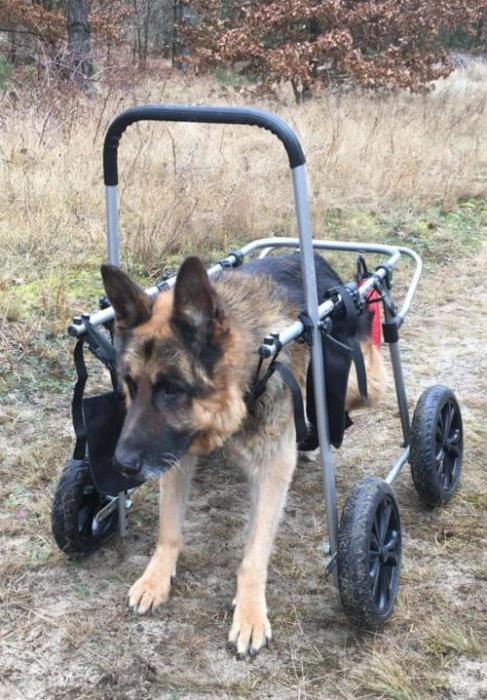doghelper wozek dla psa czterkonczynowy 02.jpg