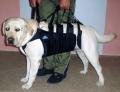 uprząż dla psa nosidło duże MAX Admirał.jpg