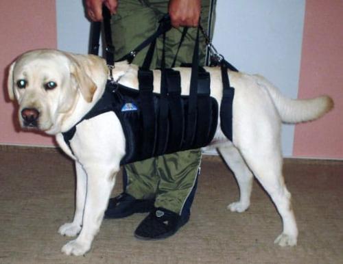 Nosidło duże MAX uprząż dla psa Admirał 