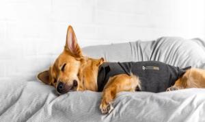ThunderShirt 01.jpg