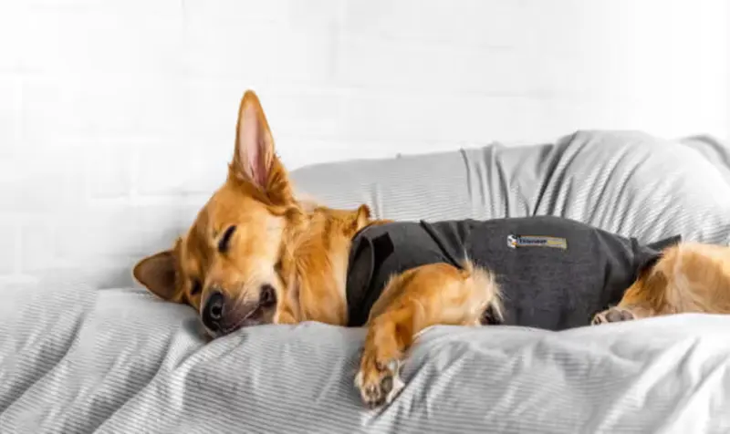 ThunderShirt 01.jpg