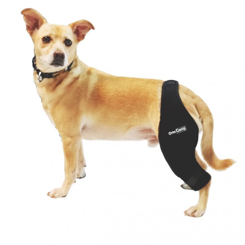 ortocanis orteza kolanowa dla psa neoprenowa z szyną 03.jpg