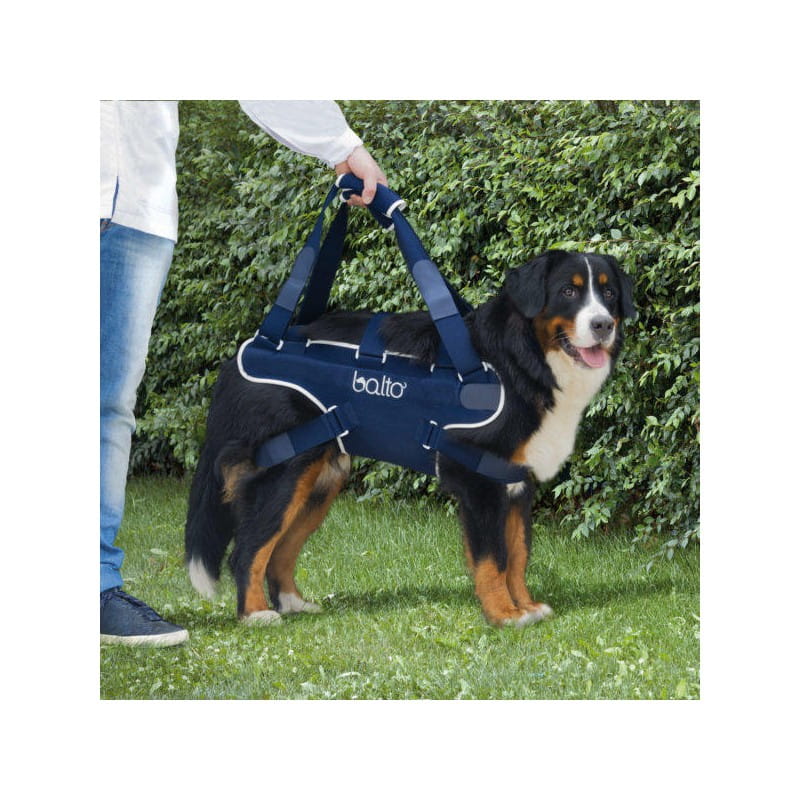 Balto nosidło 03.jpg