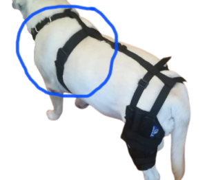 szelki do ortezy kolanowej dla psa.png