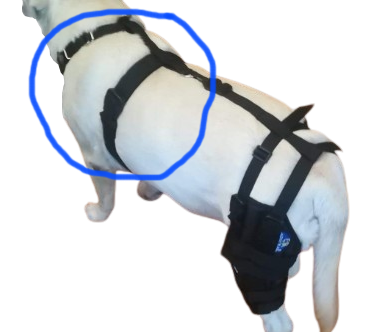 szelki do ortezy kolanowej dla psa.png