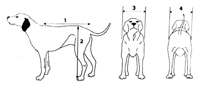 pomiar do wózka Doghelper 01.jpg