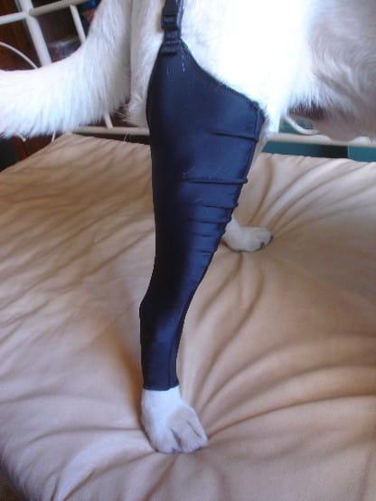 ponczocha spandex dla psa tylna admiral 02.jpg