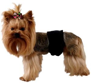 Pampas majtki dla psa samca