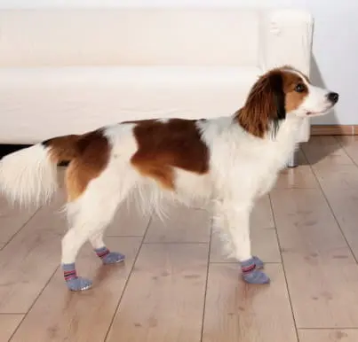 trixie skarpetki antyposlizgowe dla psa szare 02.jpg