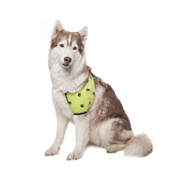 kuna opatrunek na bark.jpg